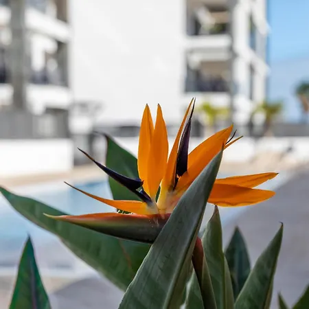 Medano4you Strelitzia Penthouse Appartement